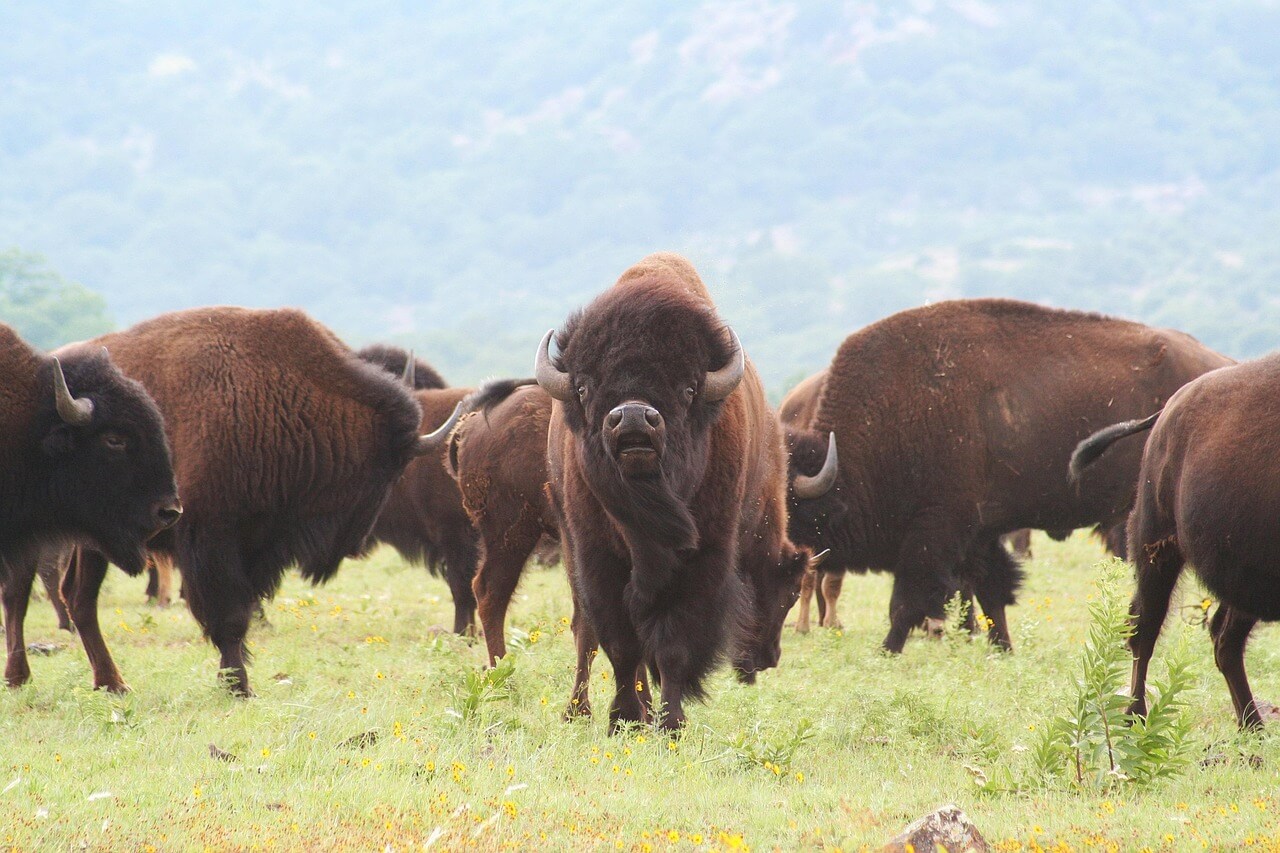 Cow Buffalo