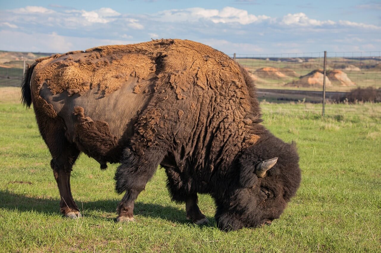 Trophy Bull