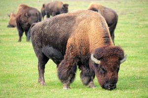 bison-7649712_1280.jpg Image